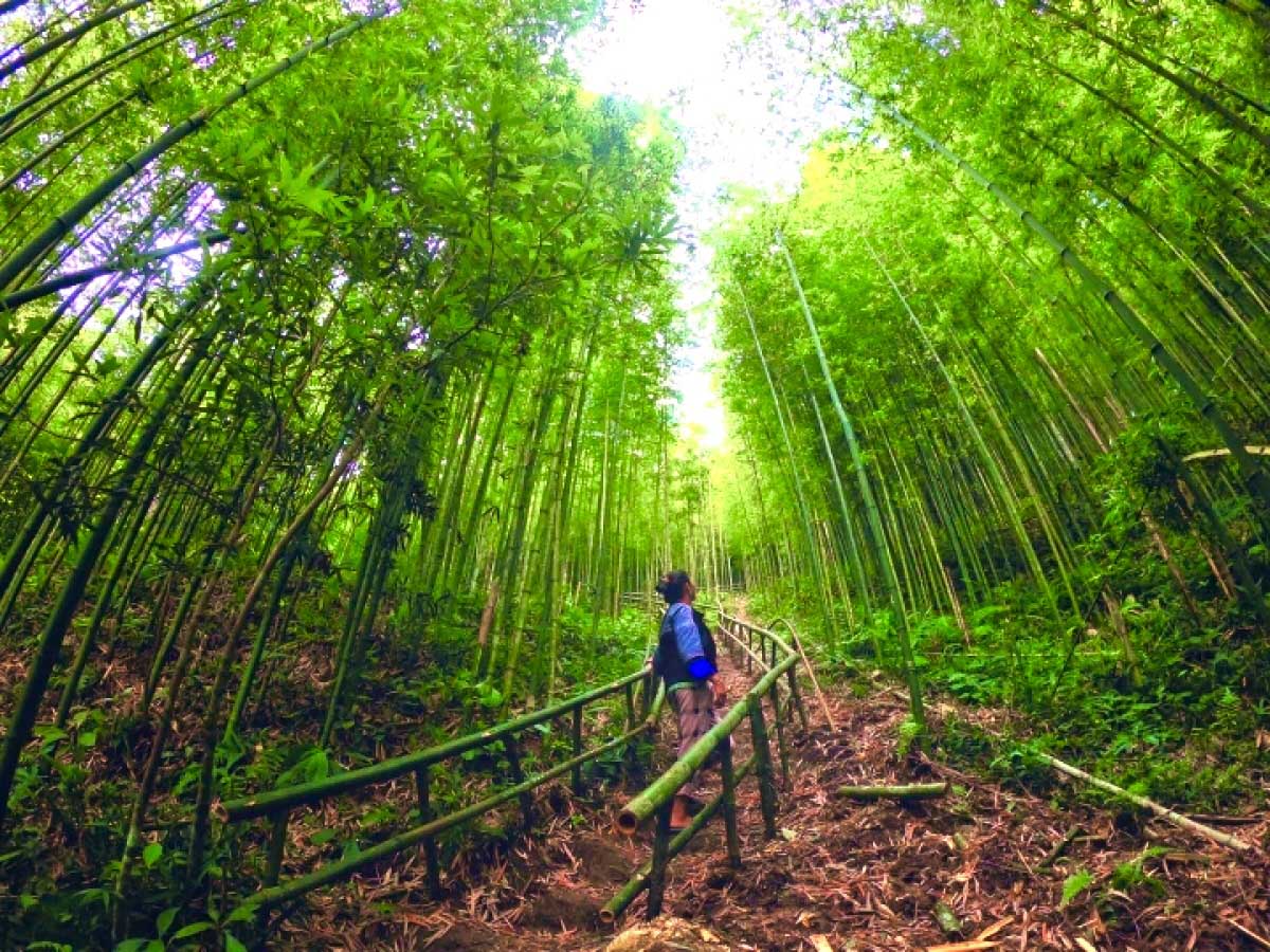 Things to do in Mu Cang Chai - bamboo forest in mu cang chai